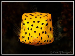 Yellow Boxfish... Similan Island Dive Site by Ken Thongpila 